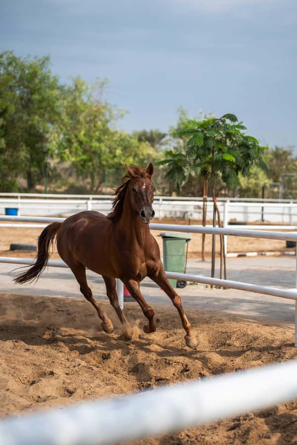 1 Hour Horseback Dubai Desert Park Ride - Key highlights worth the attention