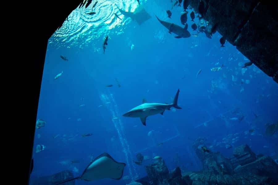 5-Day Pass: Hop-On Hop-Off, Lost World Aquarium, Dubai Frame - 1-Hour Arabian Dhow Cruise on Dubai Creek (Pizza and Soft Drinks Included)