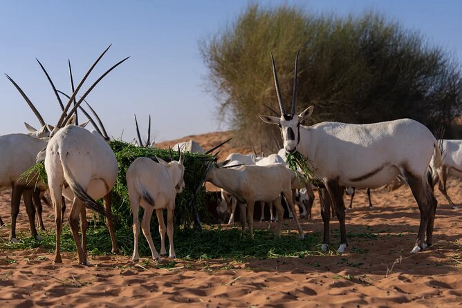 57 Camel Voyage - Why Dubai Desert Conservation Reserve changes the safari game