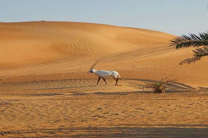7-hour Small Group 4x4 Desert Safari Tour with Buffet Dinner in Dubai - Value for $30.70: what you’re really paying for