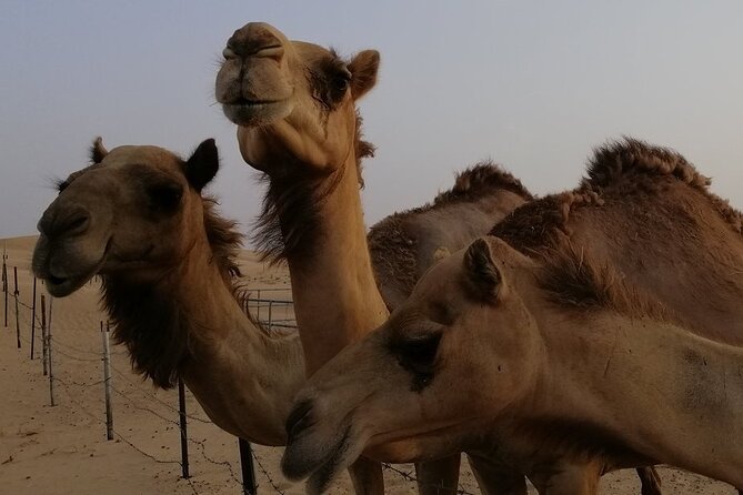 Abu Dhabi: 7-Hours Desert Safari with BBQ, Camel Ride & Sandboarding - The 4WD Land Cruiser ride: comfort, sharing, and how rough it gets