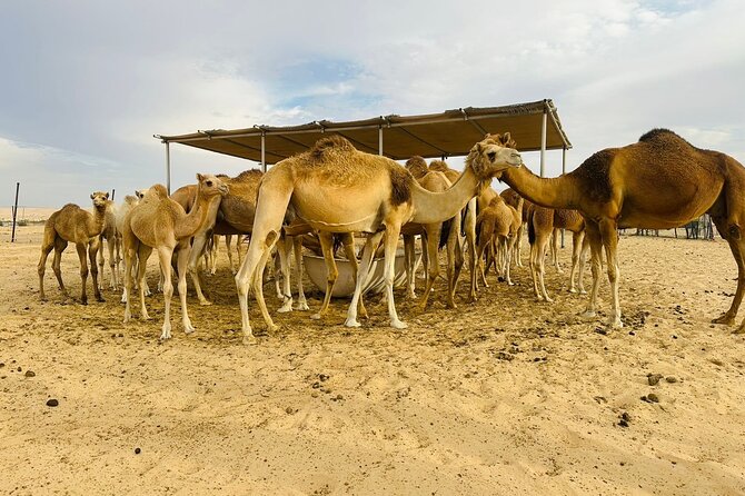 Abu Dhabi Desert Safari With BBQ Dinner & Live Shows - Who this desert safari suits best
