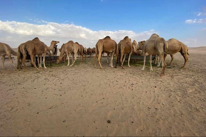 Abu Dhabi Desert safari with BBQ Dinner,Sandboarding & Camel ride - Sunset to starlight: BBQ dinner plus Tanura and belly dance