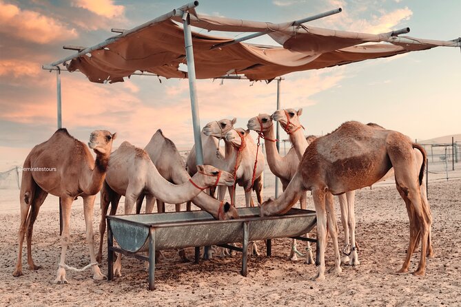 Abu Dhabi Evening Desert Safari BBQ, Camel Ride, Entertainments - What guides and drivers do best here