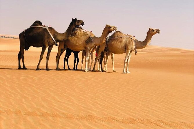 Abu Dhabi: Evening Desert Safari with Camel Ride, BBQ & Live Show - Should you book this Abu Dhabi evening desert safari?
