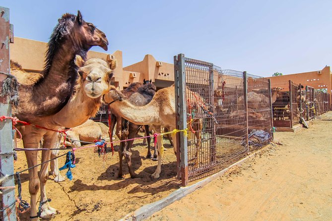 Al Ain City Sightseeing tour with Lunch from Dubai - Al Jahili Fort and Qasr Al Muwaiji: Old Walls, Clear Context, and Museum Time