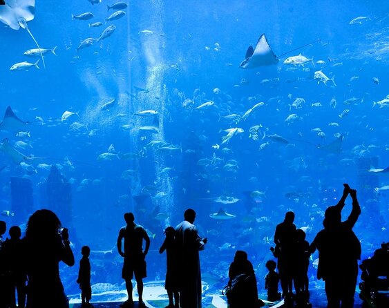 Atlantis Lost-Chamber Aquarium Dubai - Key Things to Know Before You Go