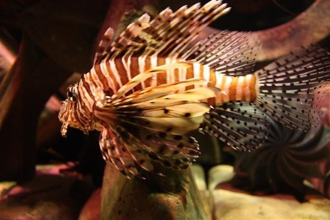 Atlantis Lost-Chamber Aquarium Dubai - Timing Your 1 to 3 Hours Like a Pro