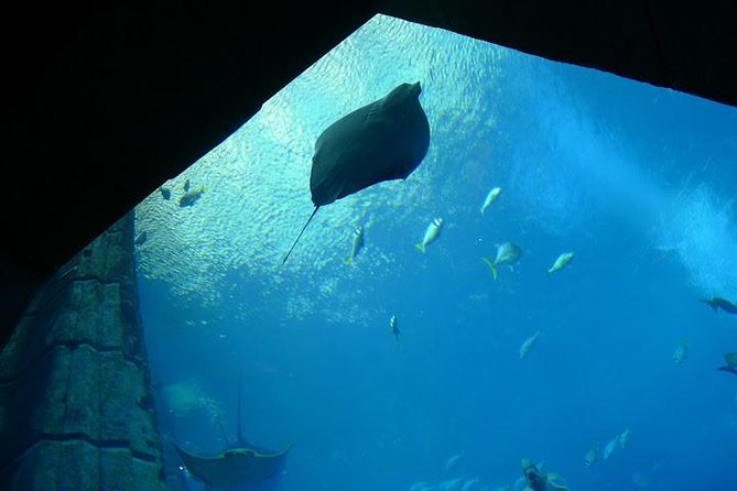 Atlantis Lost-Chamber Aquarium Dubai - Inside the Aquarium: Tunnels, Mock Ruins, and the Main Tanks