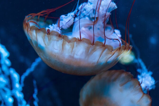 Burj Khalifa and Dubai Aquarium Combo Entrance Ticket - What you get for about $114.29 per person