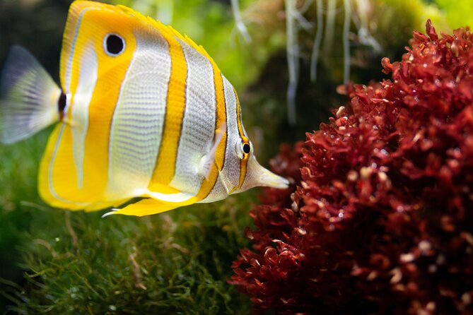 Burj Khalifa and Dubai Aquarium Combo Entrance Ticket - Who this combo ticket is best for