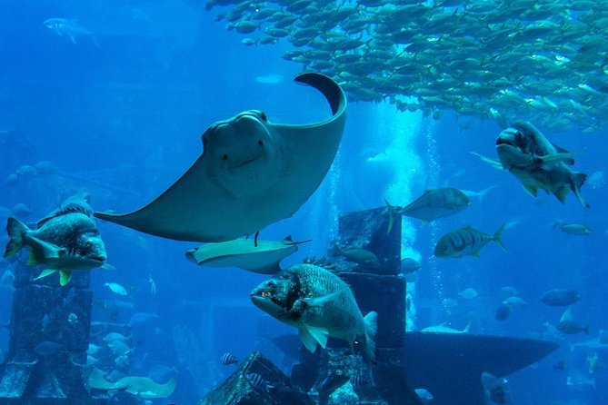 Burj Khalifa, Dubai Aquarium & UWZ with Penguin Cove Entry Ticket - A Smart Value Play for First-Time Dubai Days