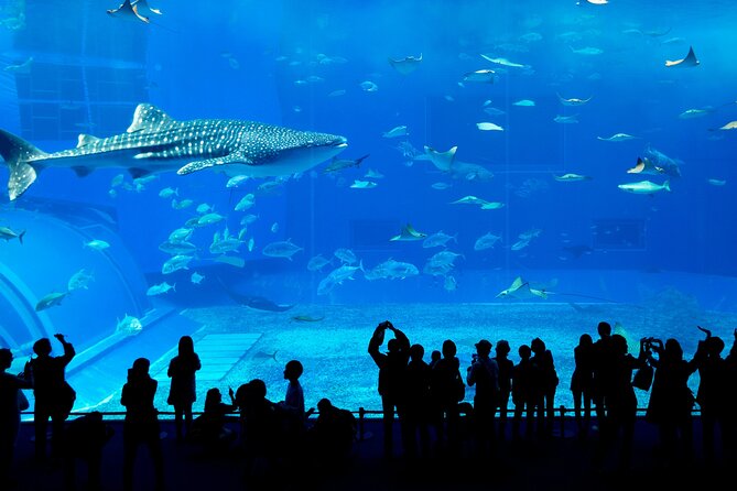 Burj Khalifa, Dubai Aquarium & UWZ with Penguin Cove Entry Ticket - Dubai Aquarium and Underwater Zoo, Penguin Cove and Sea Life Close Up