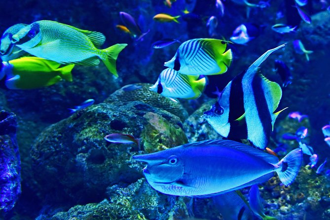 Burj Khalifa, Dubai Aquarium & UWZ with Penguin Cove Tickets - How I’d plan your day to get the best of both