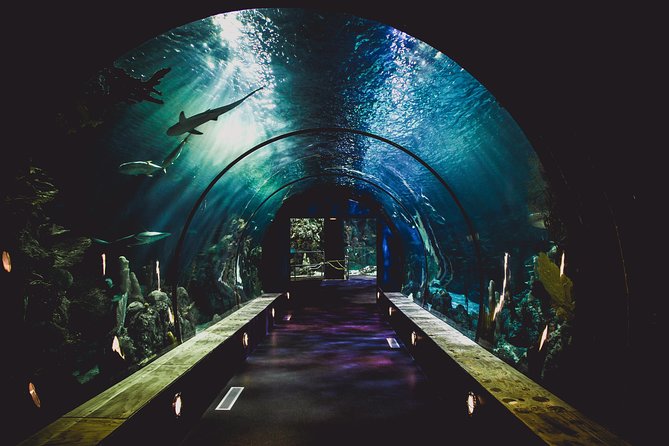 Burj Khalifa, Dubai Aquarium & UWZ with Penguin Cove Tickets - Price and value: is $118.75 worth it?