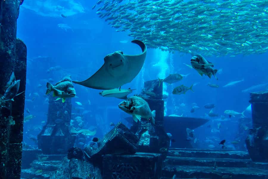 City Sightseeing Dubai HOHO Bus Tour, Aquaventure & More - How the 3-day Dubai HOHO pass really works