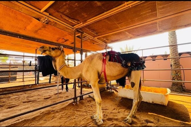 Desert Adventure with ATV and Camel Ride and Live Shows - Dubai pickup at 8:00 am, then straight to the desert