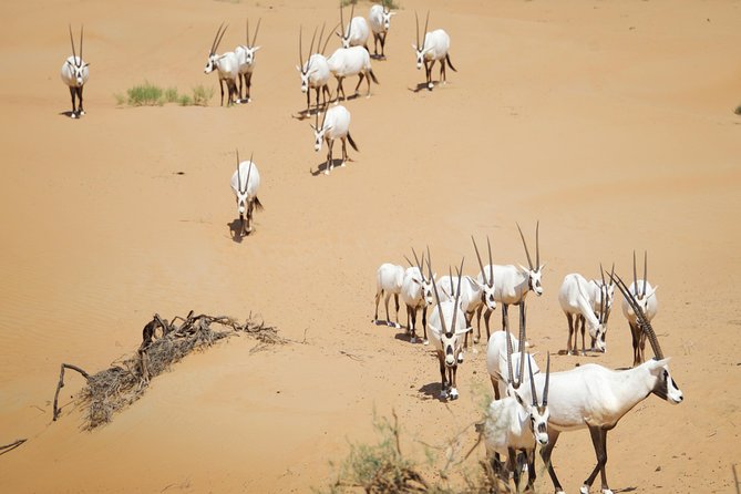 Desert Conservation Wildlife Drive & Breakfast at Al Maha Resort - Inside the Dubai Desert Conservation Reserve: Wildlife Odds and Ecosystem Lessons