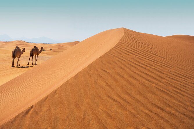 Desert Safari Abu Dhabi w/ Sand Boarding, Camel Ride & BBQ Dinner - Hotel Pickup, Timing, and What to Expect From the Drive