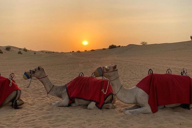 Desert Safari Red Dunes with Camel Ride, Sandboard, BBQ and Shows - 4x4 dune bashing: the thrill, the shaking, and your best prep