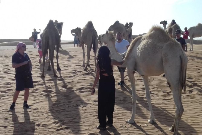 Desert Safari Tour, Quad Bike with BBQ Dinner & Show from Dubai - BBQ dinner under the stars, Tanoura and fire show energy