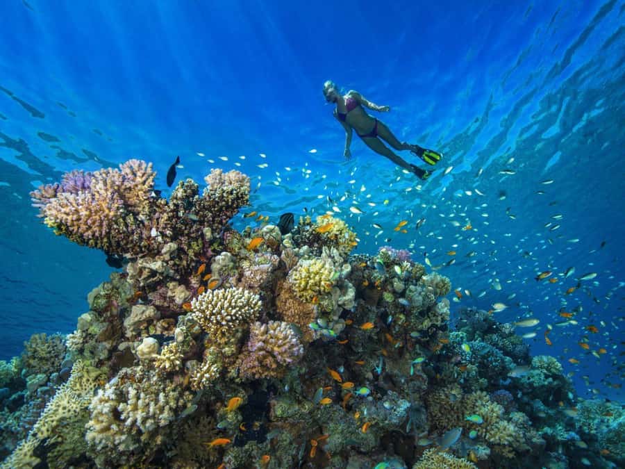 Discover Scuba Diving in Dubai - How long is it really, and what should you expect in the water?