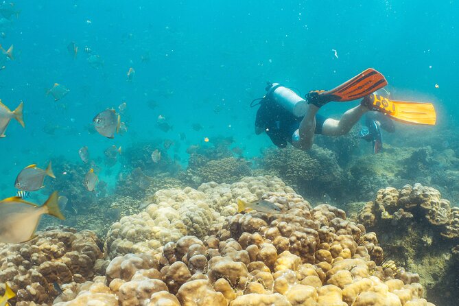 Dive trip to the coral reefs of Fujairah for certified scuba divers - Fujairah’s Currents: Why This Reef Trip Can Feel So Alive