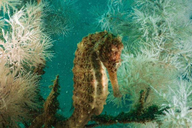 Dive trip to the coral reefs of Fujairah for certified scuba divers - Packing and Comfort Tips: Snacks, Reusable Water, and a Long Day Plan