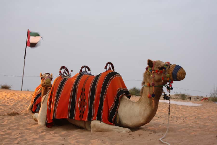 Dubai 4WD Evening Desert Safari - Dubai to the desert: the real reason this tour works