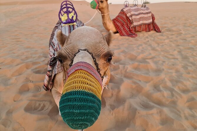 Dubai: 60Minute Self-Drive ATV Quadbike, Camel Ride, Sand Surfing - The 60-Minute Self-Drive ATV Ride Through Dubai’s Dunes