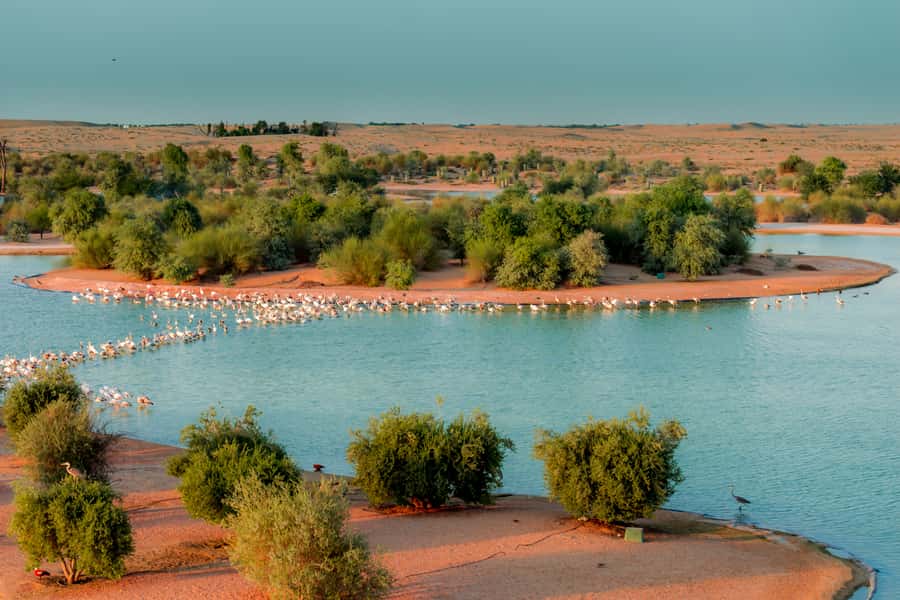 Dubai: Al Marmoom and Al Qudra Lakes Guided Tour with Dinner - Key points to know before you go