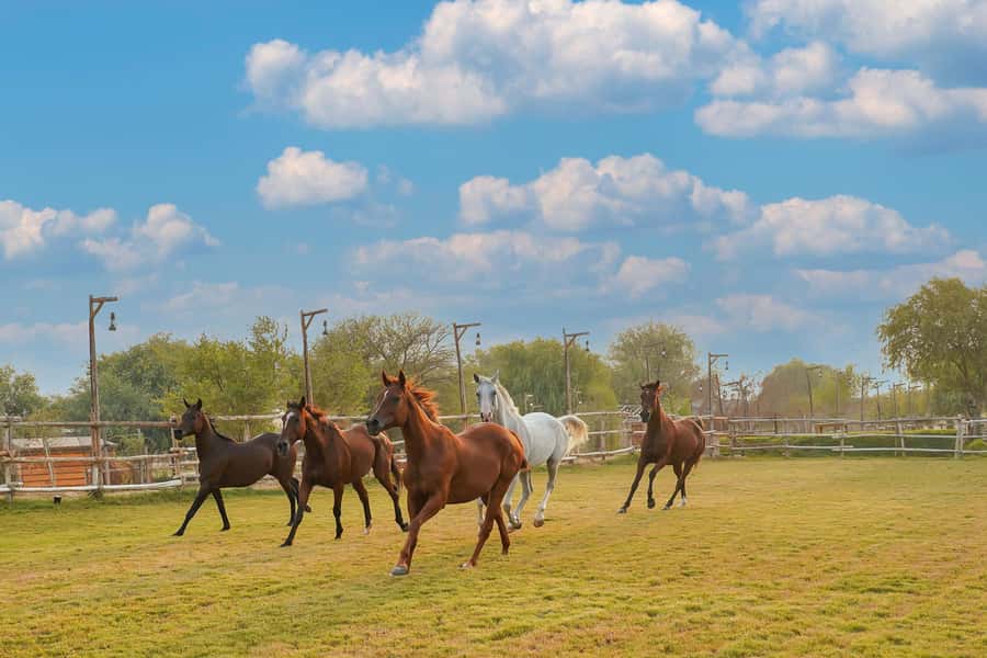 Dubai: Al Marmoom Oasis Horse Riding Experience with Snack - Key things to know before you go