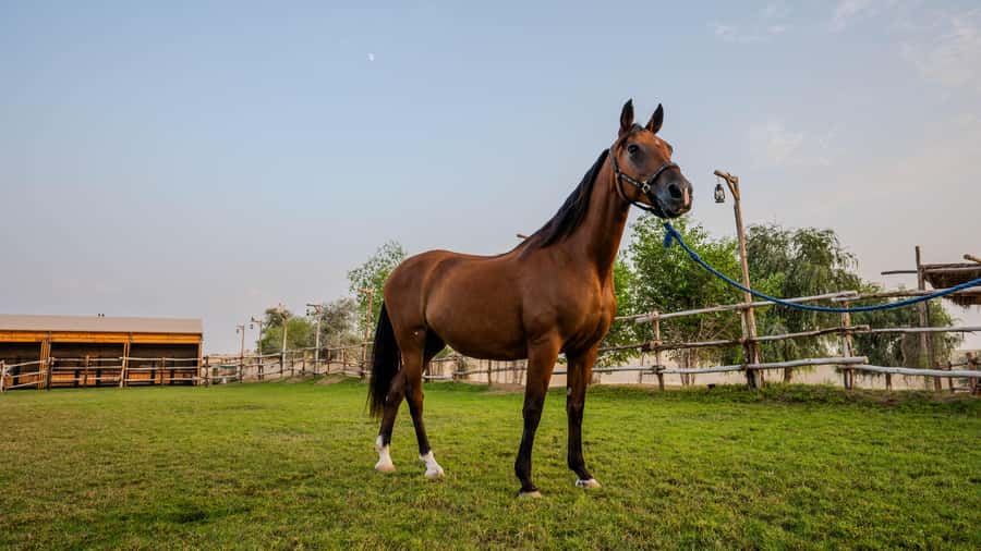 Dubai: Al Marmoom Oasis Horse Riding Experience with Snack - Al Marmoom Oasis and Al Salah Stud: where the ride starts to feel real