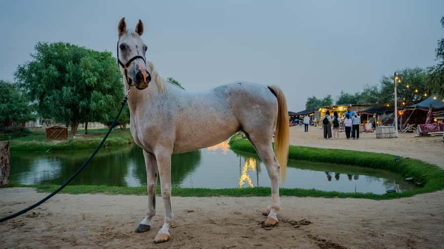Dubai: Al Marmoom Oasis Horse Riding Experience with Snack - Price and value: what $41 buys, plus the optional add-ons