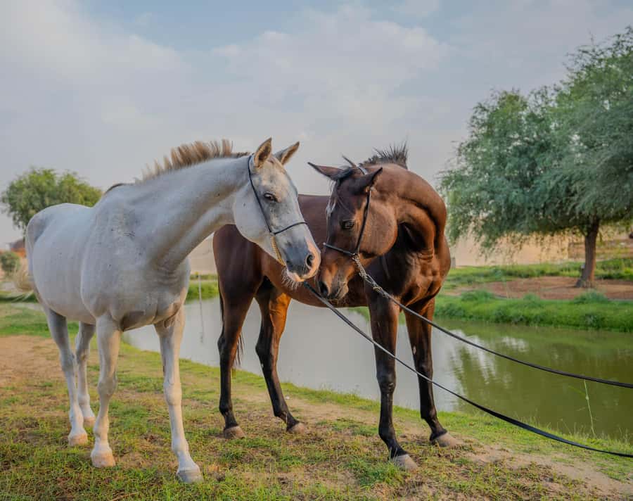 Dubai: Al Marmoom Oasis Horse Riding Experience with Snack - Who should book, and who might want a different plan