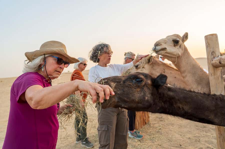 Dubai: Al Marmoom Oasis Safari, Animal Spotting & Breakfast - Wildlife Spotting, From Birds to Gazelles (And Sometimes the Rarities)