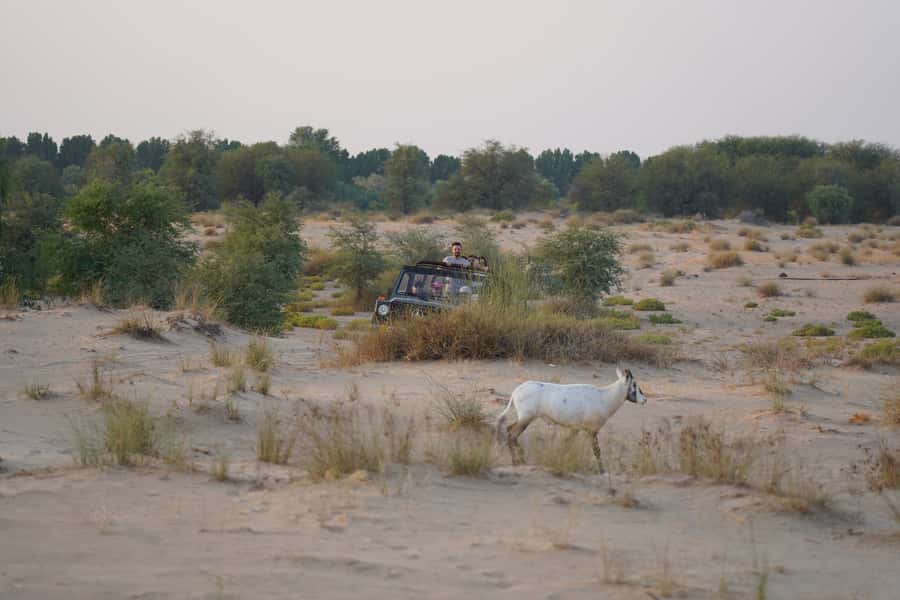 Dubai: Al Marmoom Oasis Safari, Animal Spotting & Breakfast - Bedouin Village Welcome: Gahwa Coffee, Dates, and a Real Feel for Hospitality