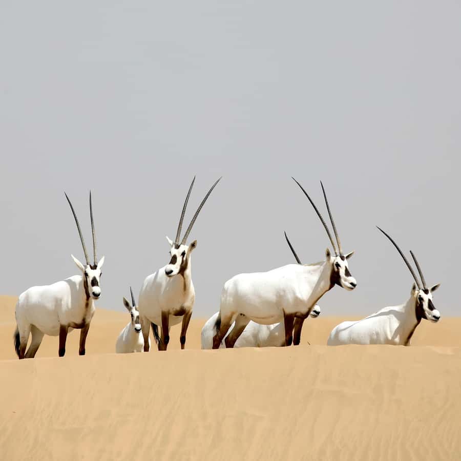 Dubai: Al Marmoom Oasis Safari, Animal Spotting & Breakfast - Dressing Up in Kandura and Abaya for Photos That Feel Fun, Not Forced