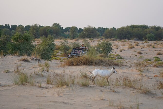 Dubai: Al Marmoom Oasis Vintage Safari: Camels, Stargazing & Meal - The guide factor: why Imran Khan comes up so often