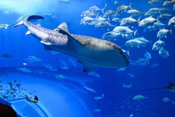 Dubai Aquarium and Underwater Zoo - Price and time: is $60.82 worth your hour?