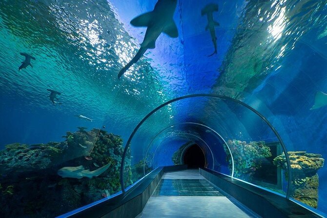Dubai Aquarium and Underwater Zoo - Who should book this ticket?