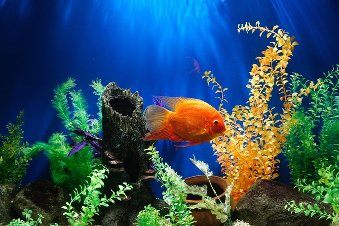 Dubai Aquarium and Underwater Zoo Admission Ticket with Options - Optional water activities: how to decide without getting surprised