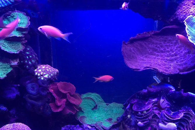 Dubai Aquarium and Underwater Zoo Admission Ticket with Options - What to expect at the entrance: smooth entry, but handle tickets carefully