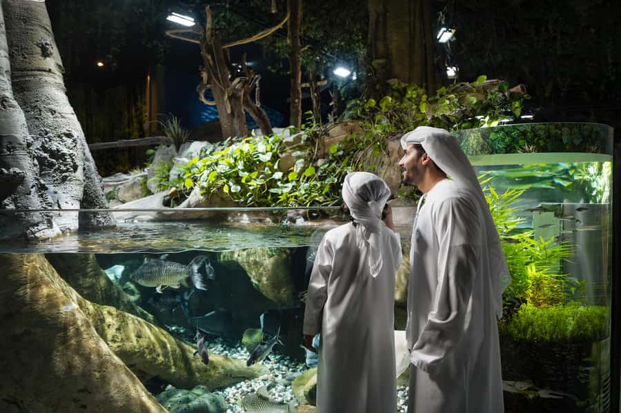 Dubai: Aquarium and Underwater Zoo Experience - The Underwater Tunnel: The One Stop You Should Do Slowly