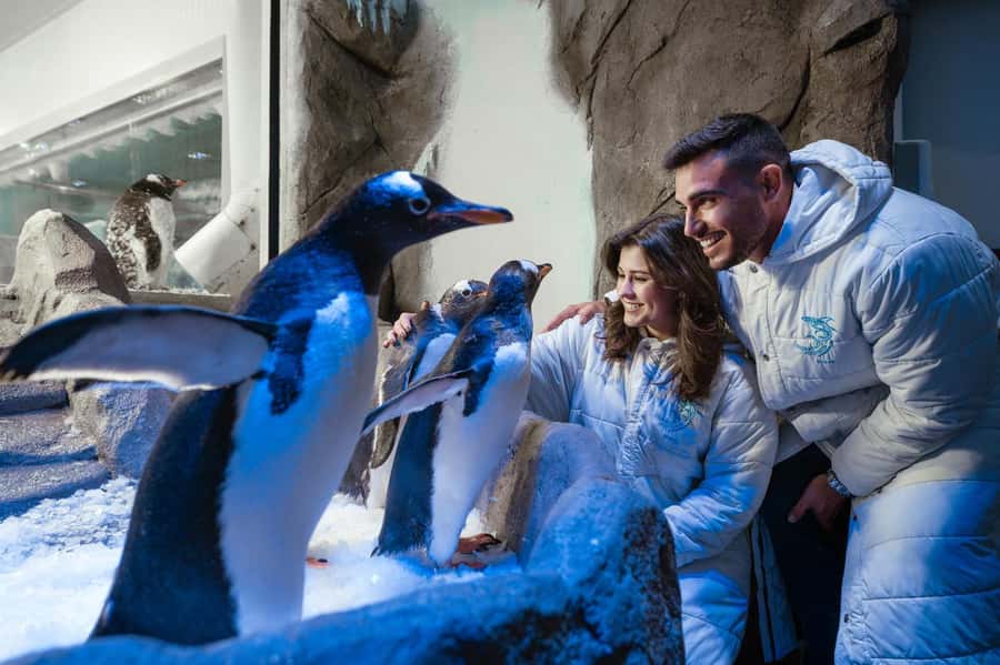 Dubai: Aquarium and Underwater Zoo Experience - Penguin Cove and the Gentoo Penguin Colony