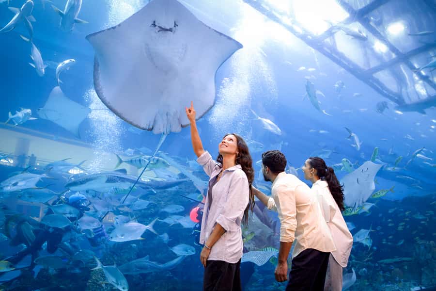 Dubai: Aquarium and Underwater Zoo Experience - Penguin Encounter: When You Want More Than a Peek