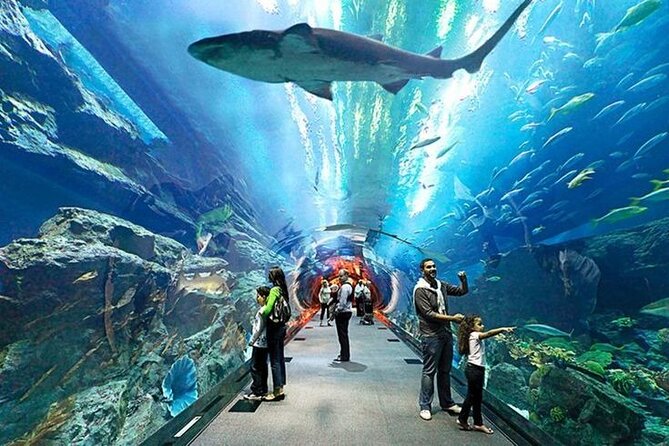 Dubai Aquarium and Underwater Zoo with Penguin Cove Tickets. - Time, Pace, and Staying Under Two Hours