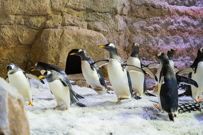 Dubai Aquarium and Underwater Zoo with Penguin Cove Tickets. - Who Should Book This Ticket (and Who Might Skip)