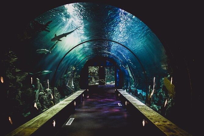Dubai Aquarium underater zoo penguin cove with optional transport - Getting the most from a 3-hour visit in Dubai Mall