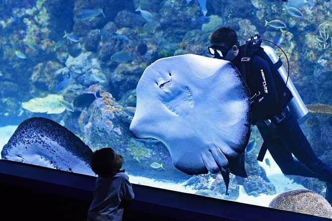 Dubai Aquarium underater zoo penguin cove with optional transport - Should you book this Dubai Aquarium package?